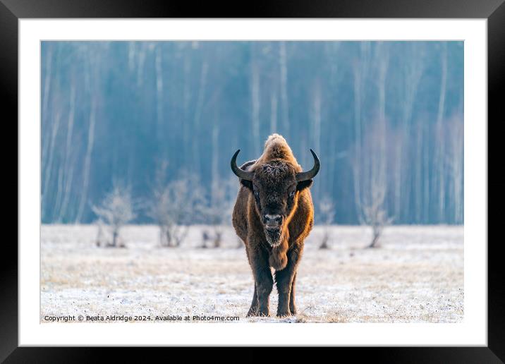 European bison Framed Mounted Print by Beata Aldridge