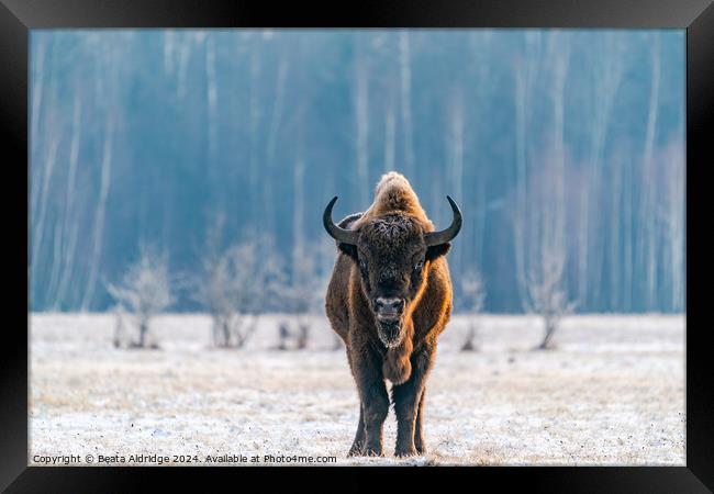 European bison Framed Print by Beata Aldridge