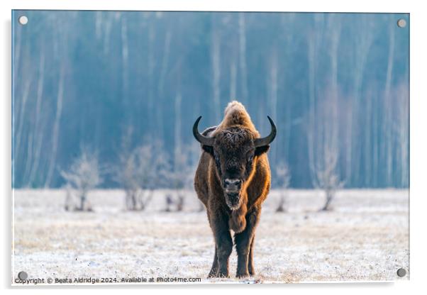 European bison Acrylic by Beata Aldridge