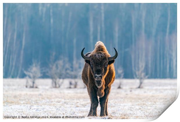 European bison Print by Beata Aldridge