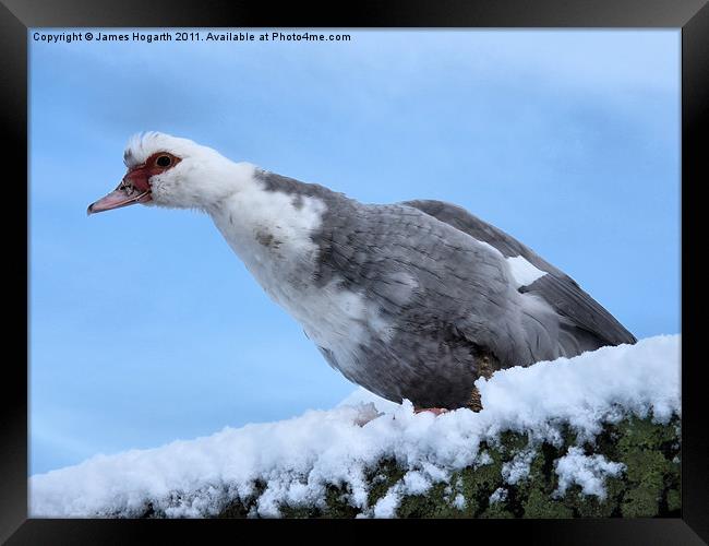 My Feet Are Cold Framed Print by James Hogarth
