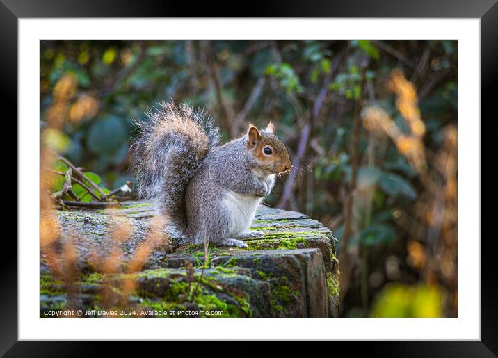Sitting Squirrel Framed Mounted Print by Jeff Davies