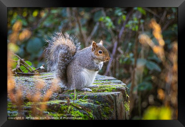 Sitting Squirrel Framed Print by Jeff Davies