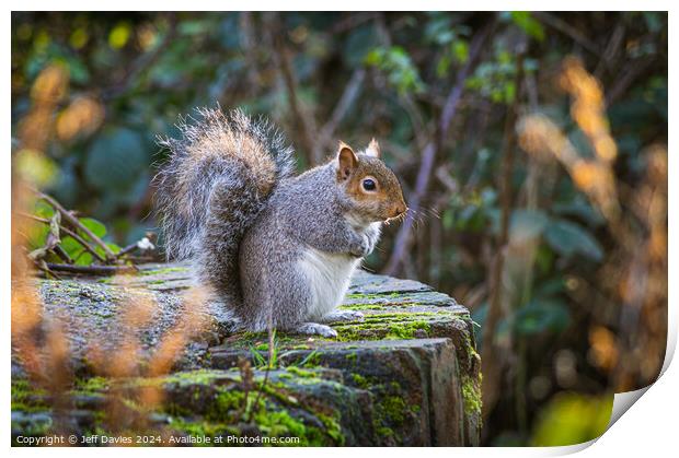 Sitting Squirrel Print by Jeff Davies
