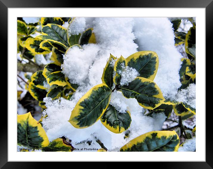 Snow Covered Holly Framed Mounted Print by James Hogarth