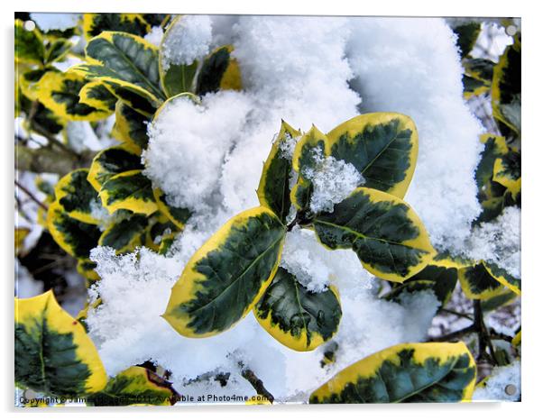 Snow Covered Holly Acrylic by James Hogarth
