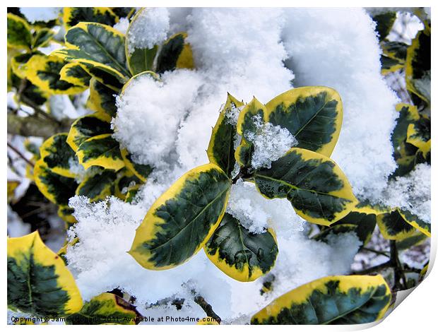 Snow Covered Holly Print by James Hogarth