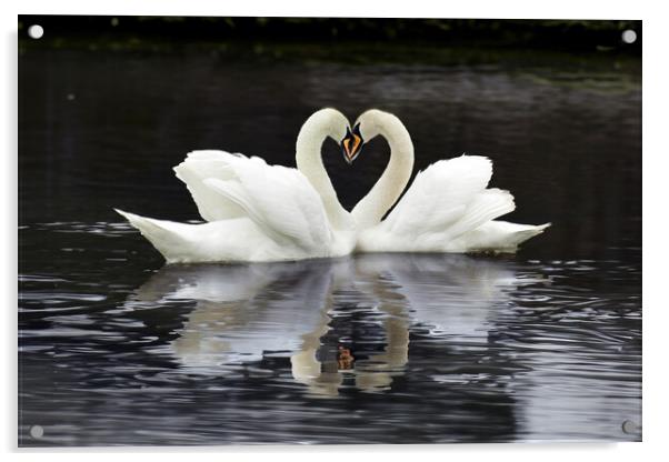 Swan Heart Acrylic by Tom McPherson