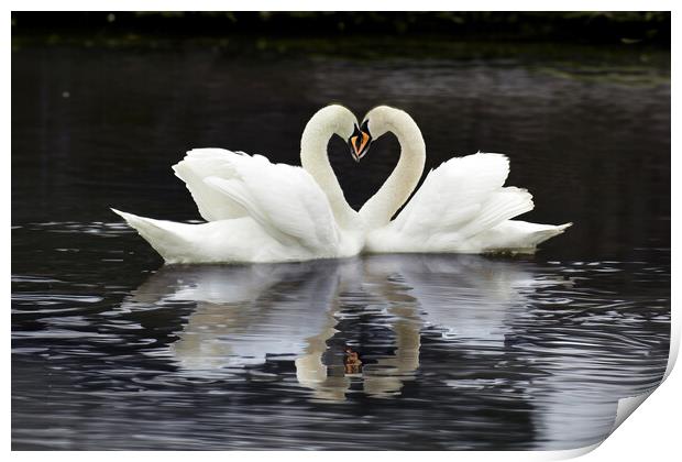 Swan Heart Print by Tom McPherson