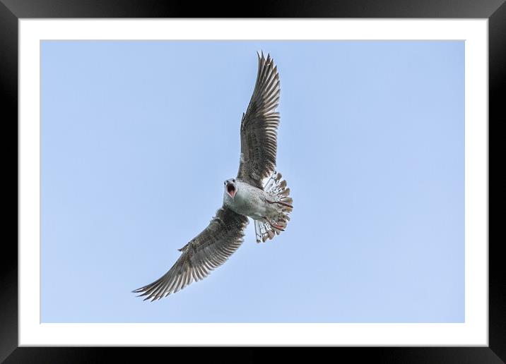 Seagull fun! Framed Mounted Print by Julie Tattersfield