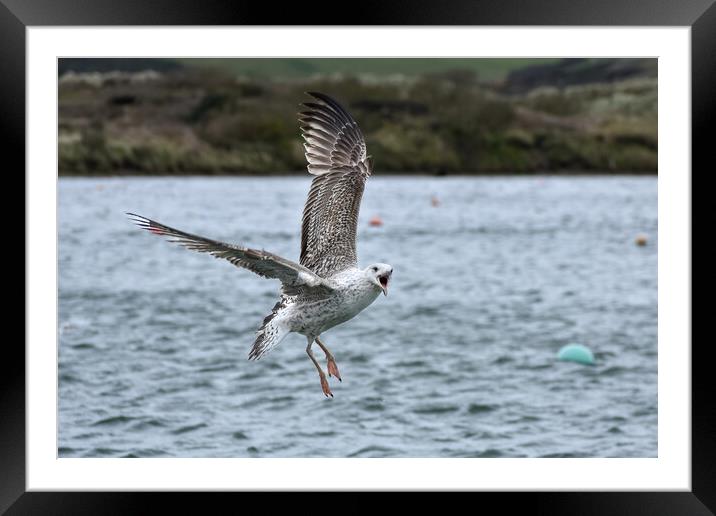 Seagull acrobatics Framed Mounted Print by Julie Tattersfield