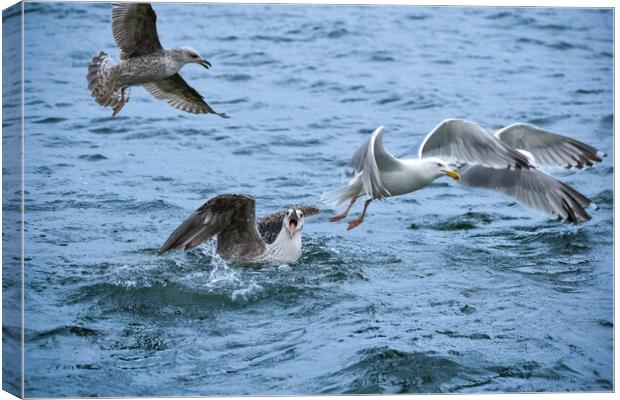 A flock of seagulls having a bit of an argument!  Canvas Print by Julie Tattersfield