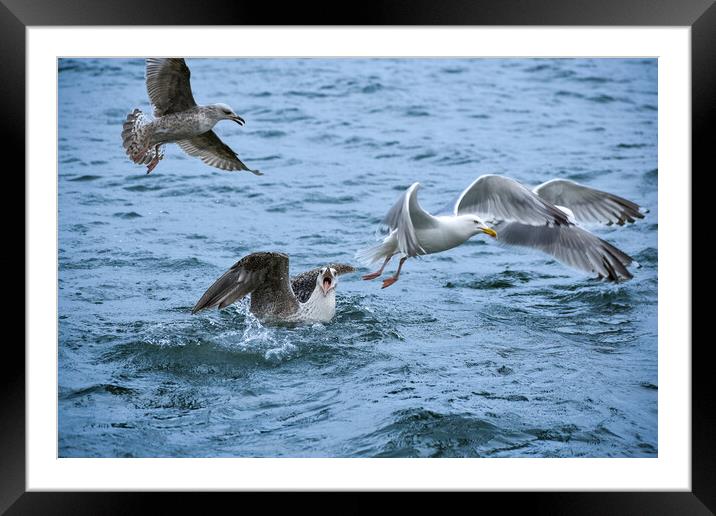 A flock of seagulls having a bit of an argument!  Framed Mounted Print by Julie Tattersfield