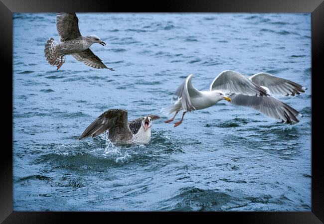A flock of seagulls having a bit of an argument!  Framed Print by Julie Tattersfield