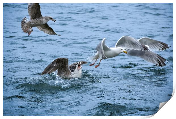 A flock of seagulls having a bit of an argument!  Print by Julie Tattersfield