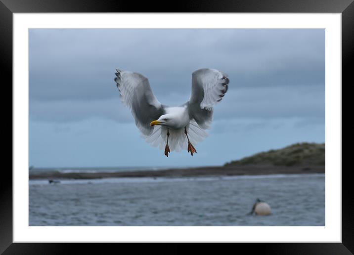 Seagull beauty Framed Mounted Print by Julie Tattersfield