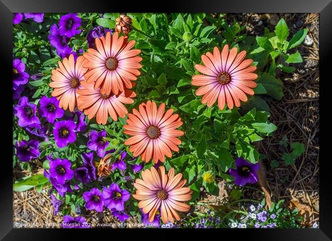 African Daisies Light Up a Flower Bed Framed Print by William Morgan