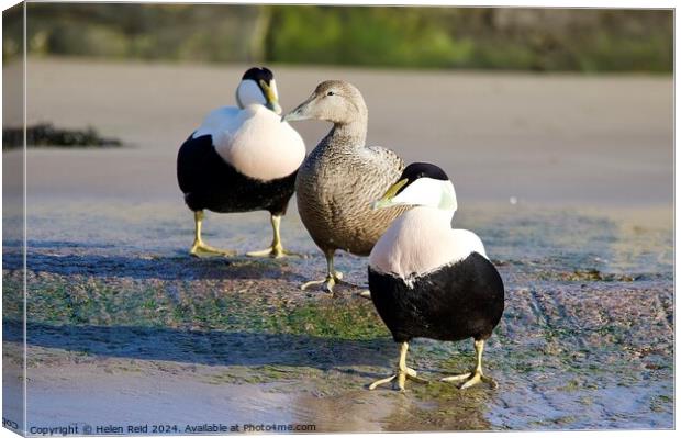 Eider ducks standing on the edge of a body of water Canvas Print by Helen Reid