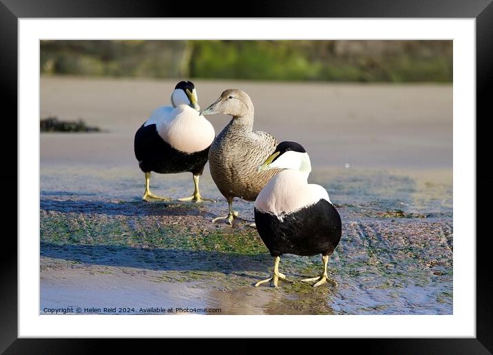 Eider ducks standing on the edge of a body of water Framed Mounted Print by Helen Reid