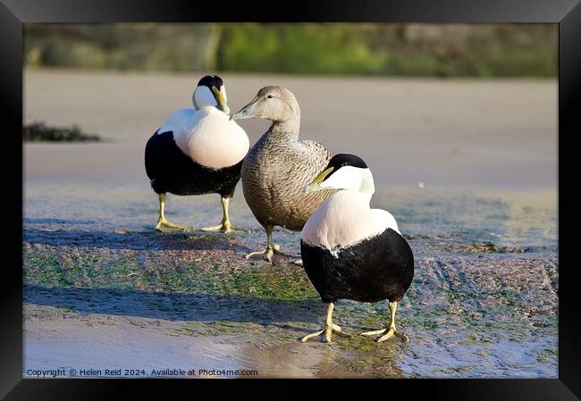 Eider ducks standing on the edge of a body of water Framed Print by Helen Reid