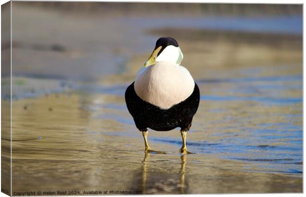 A single male eider duck bird standing at the waters edge Canvas Print by Helen Reid