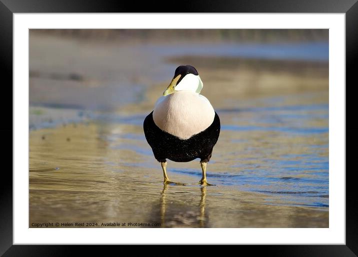 A single male eider duck bird standing at the waters edge Framed Mounted Print by Helen Reid
