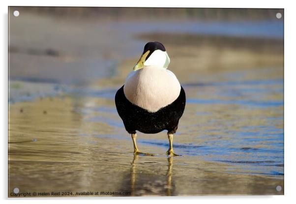 A single male eider duck bird standing at the waters edge Acrylic by Helen Reid