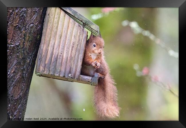 A close up of a red squirrel on a wooden feeder Framed Print by Helen Reid