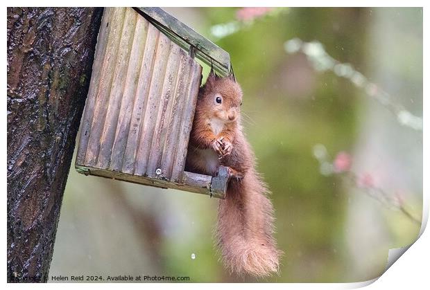 A close up of a red squirrel on a wooden feeder Print by Helen Reid