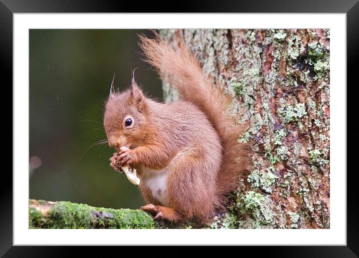 A red squirrel on a branch eating a peanut Framed Mounted Print by Helen Reid