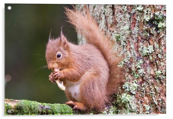 A red squirrel on a branch eating a peanut Acrylic by Helen Reid