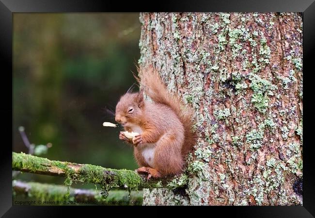 A red squirrel on a branch ‘sneezing’ a peanut Framed Print by Helen Reid