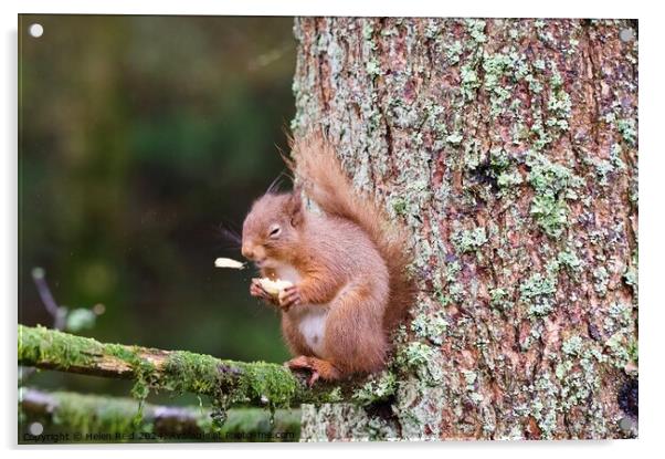 A red squirrel on a branch ‘sneezing’ a peanut Acrylic by Helen Reid
