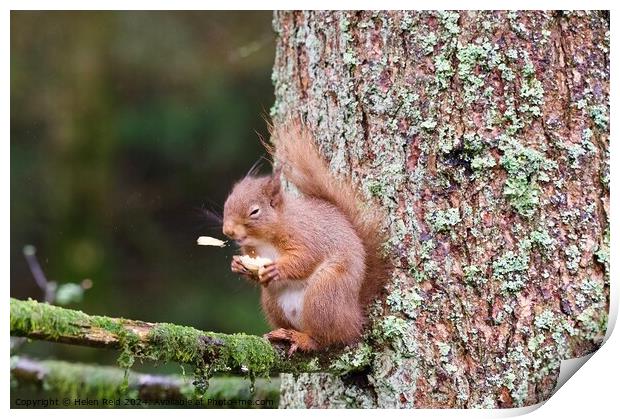 A red squirrel on a branch ‘sneezing’ a peanut Print by Helen Reid