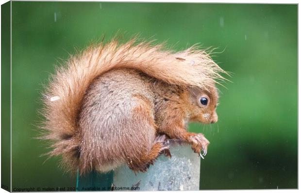 A close up of a red squirrel in the rain with its tail up  Canvas Print by Helen Reid
