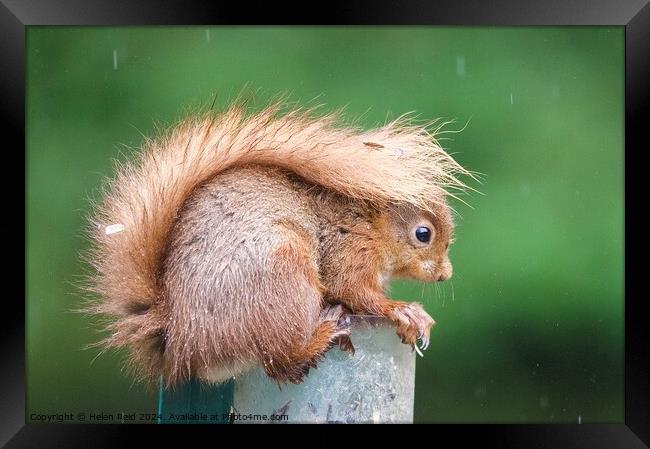 A close up of a red squirrel in the rain with its tail up  Framed Print by Helen Reid