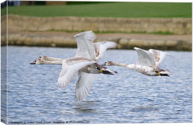 Mute swans in flight Canvas Print by Helen Reid