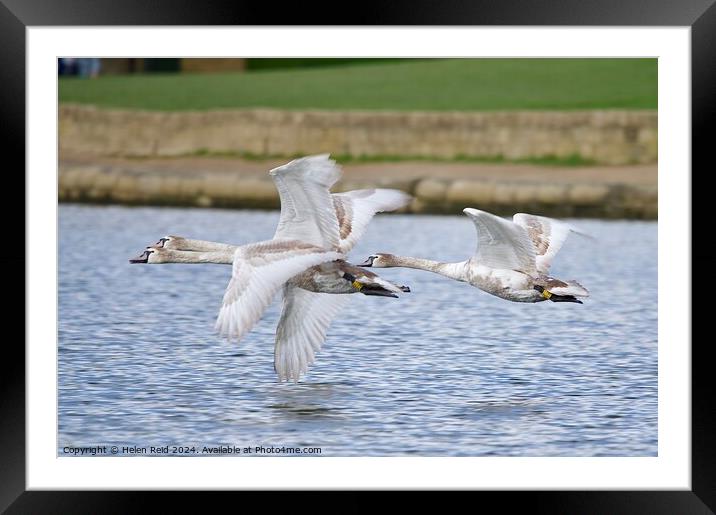 Mute swans in flight Framed Mounted Print by Helen Reid