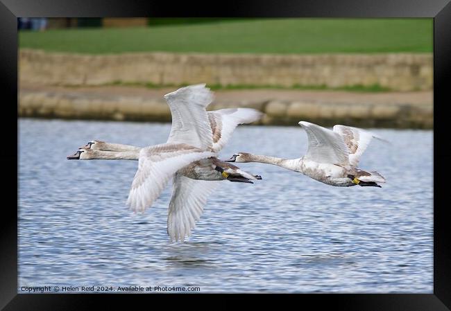 Mute swans in flight Framed Print by Helen Reid