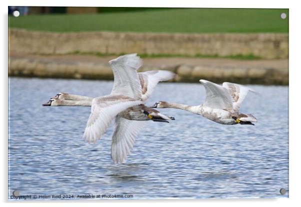 Mute swans in flight Acrylic by Helen Reid