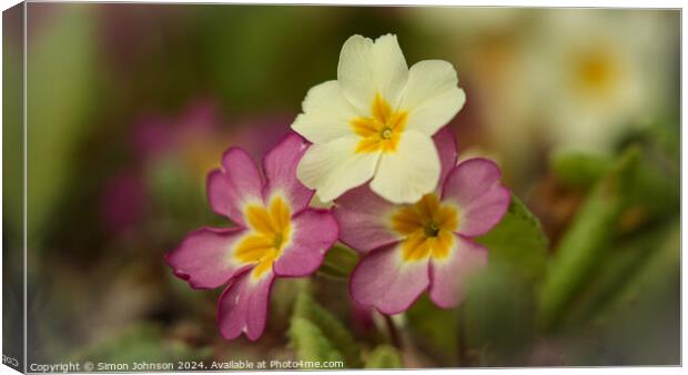 Plant flower Canvas Print by Simon Johnson