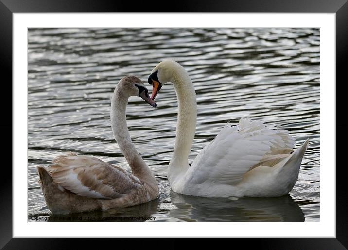 Mute swan courtship creating a heartshape  Framed Mounted Print by Helen Reid