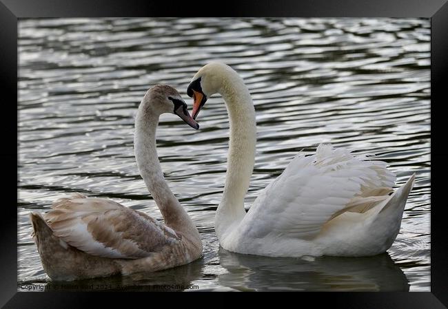Mute swan courtship creating a heartshape  Framed Print by Helen Reid