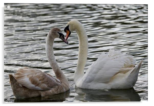 Mute swan courtship creating a heartshape  Acrylic by Helen Reid