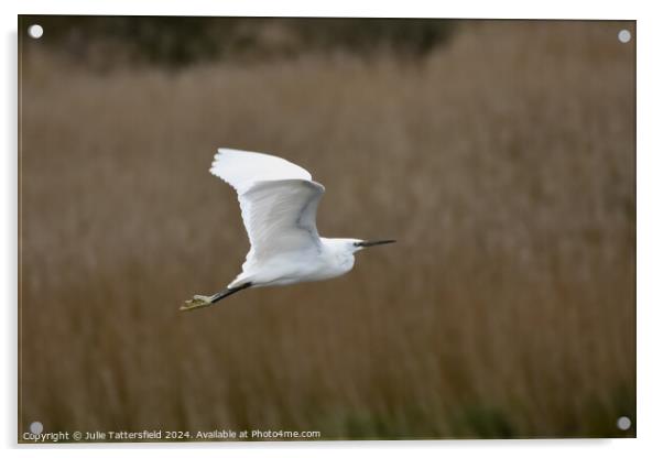 Little Egret in flight Acrylic by Julie Tattersfield