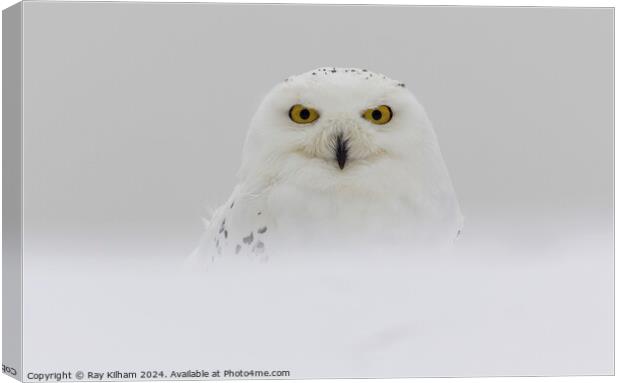 Snow Owl in deep winter snow Canvas Print by Ray Kilham