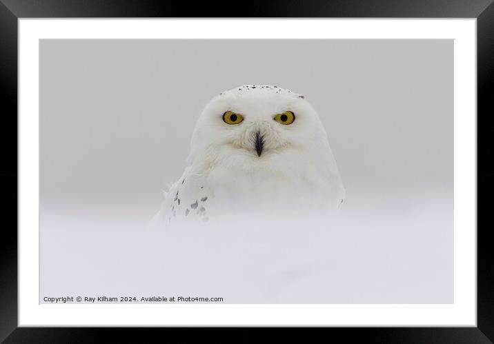 Snow Owl in deep winter snow Framed Mounted Print by Ray Kilham