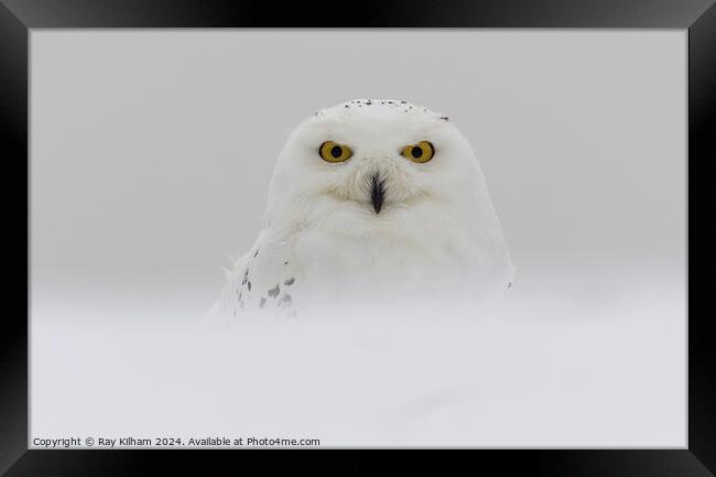 Snow Owl in deep winter snow Framed Print by Ray Kilham
