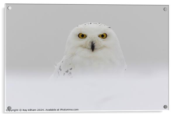Snow Owl in deep winter snow Acrylic by Ray Kilham
