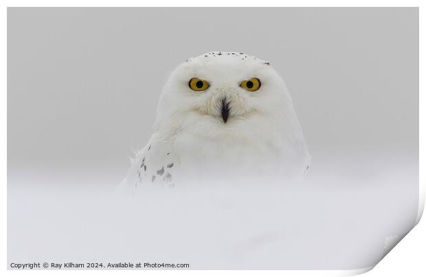 Snow Owl in deep winter snow Print by Ray Kilham